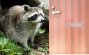 raccoons can open doors
